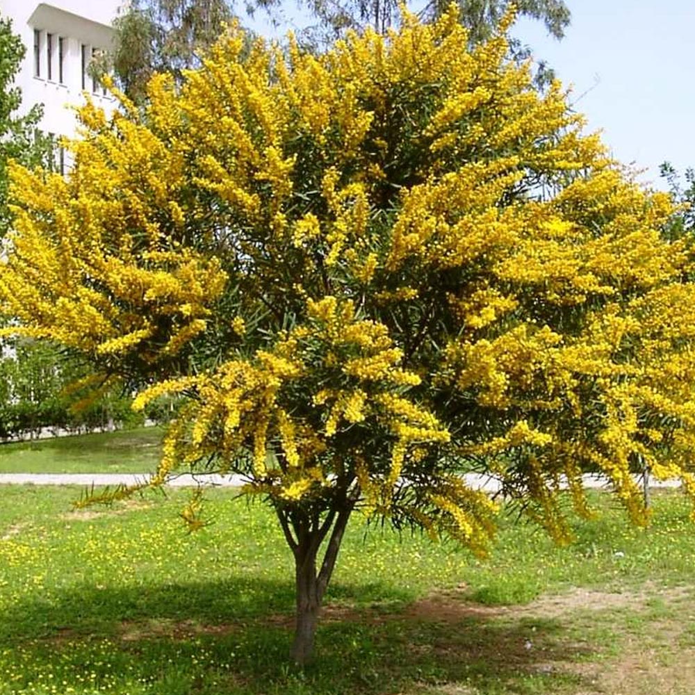 Acacia Mimosa - Acacia podalyriifolia