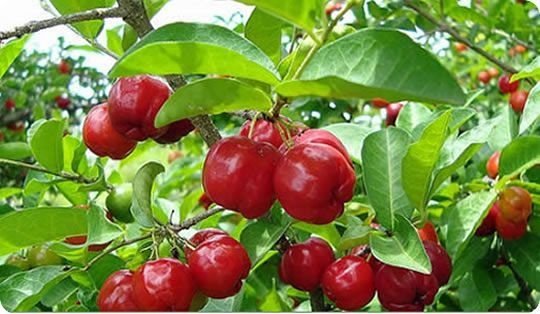Aceroleira - Acerola