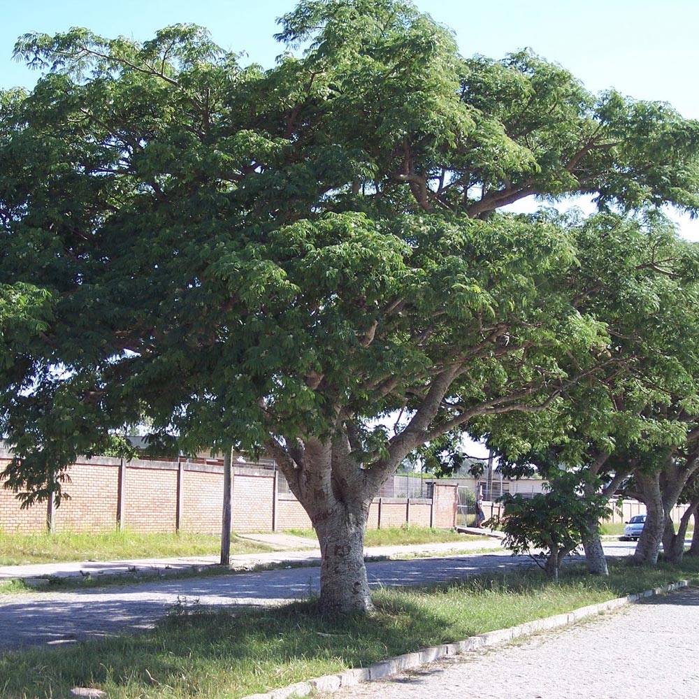 Aroeira Salsa
