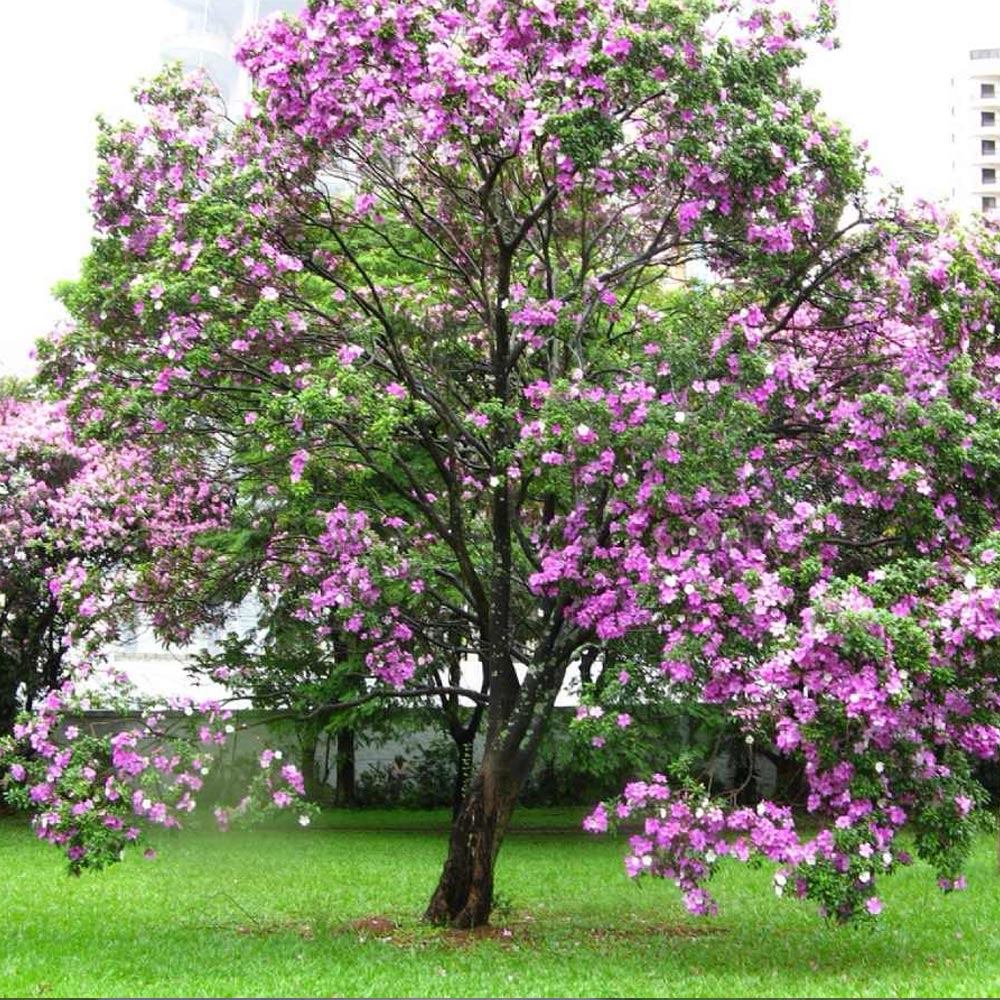 Bauhinia forficata - Pata-de-vaca