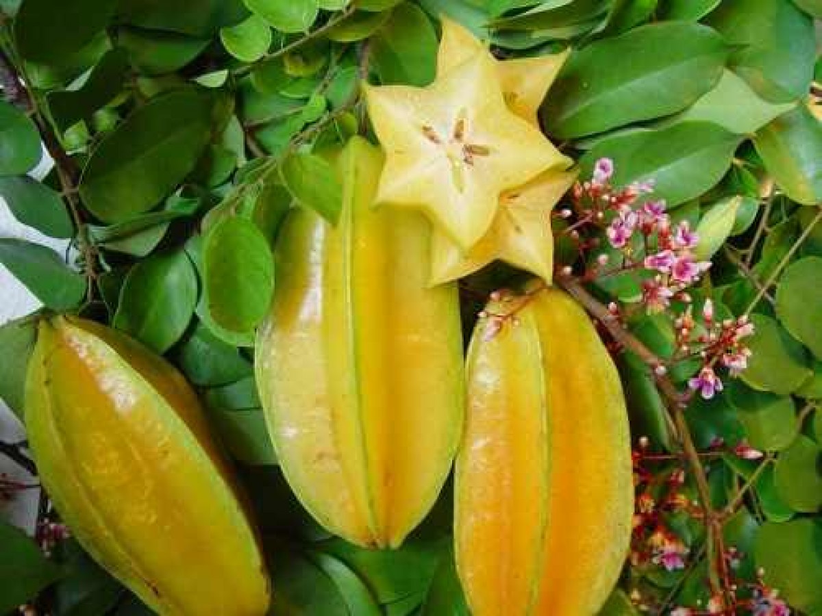 Caramboleira - Carambola