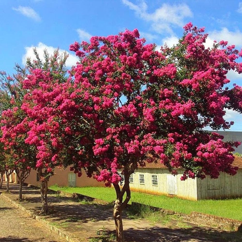 Escumilha