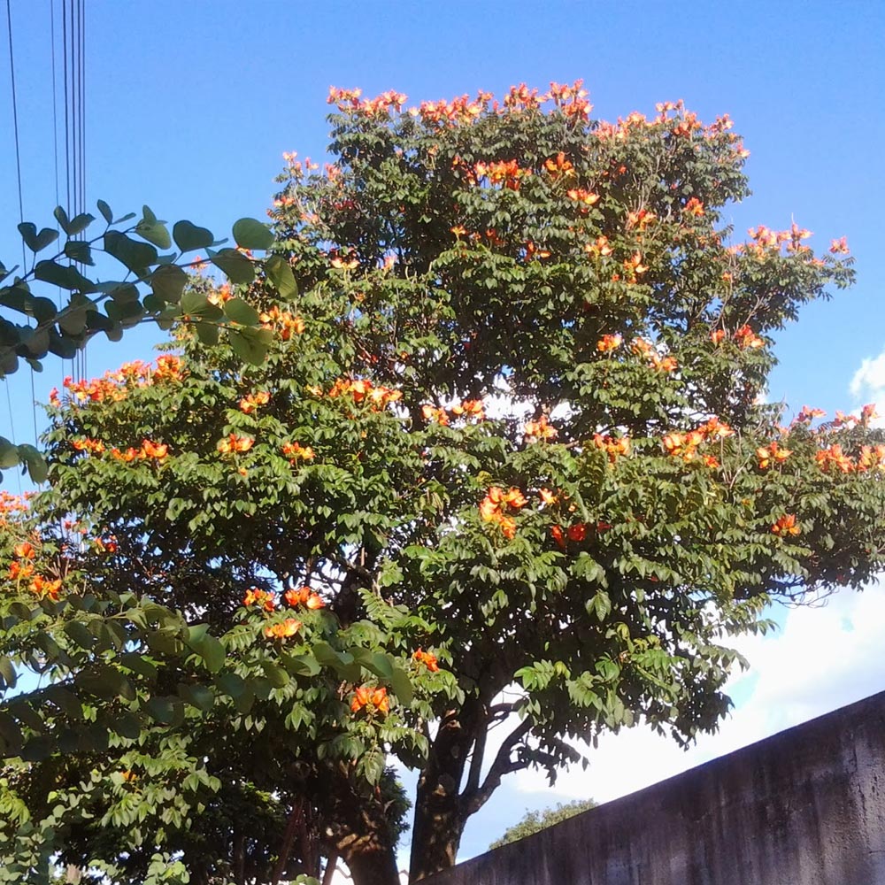 Espatódea