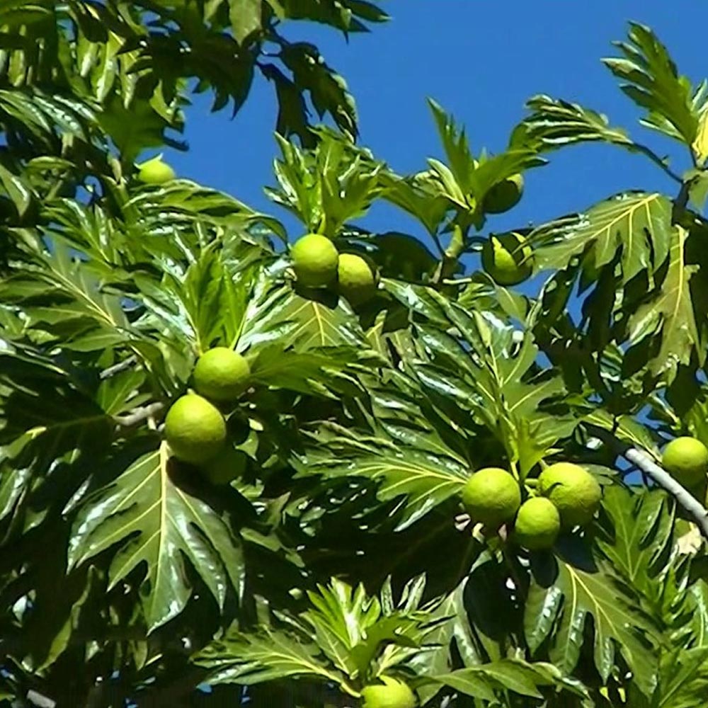 Fruta-pão