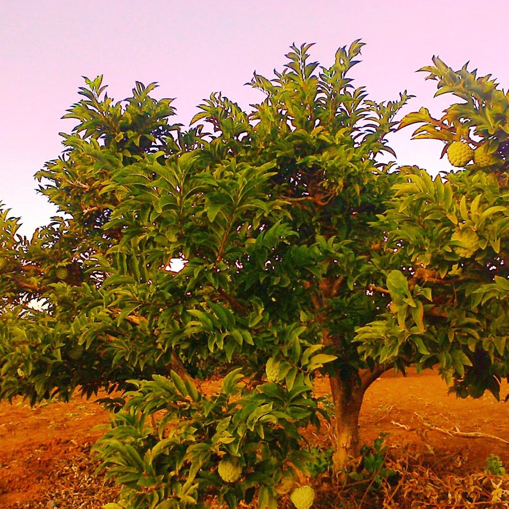 Fruta Pinha