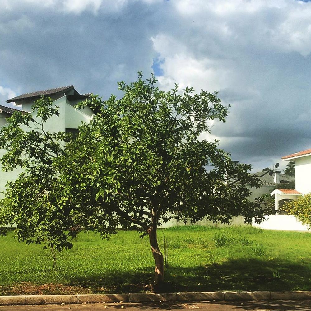 Goiabeira - Goiaba