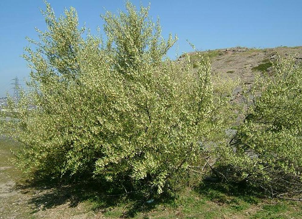 Groselha