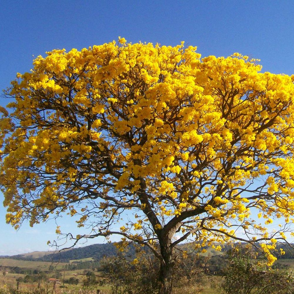 Ipê amarelo