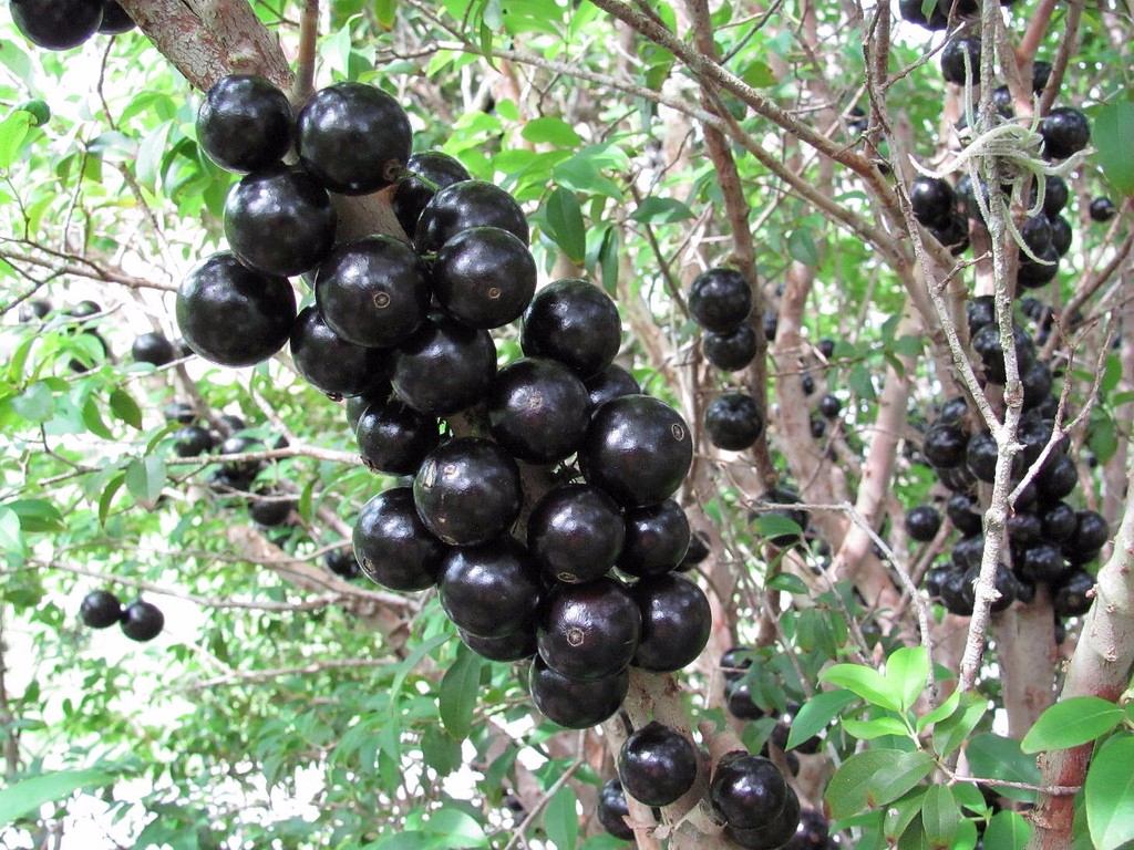 Jabuticabeira - Jabuticaba