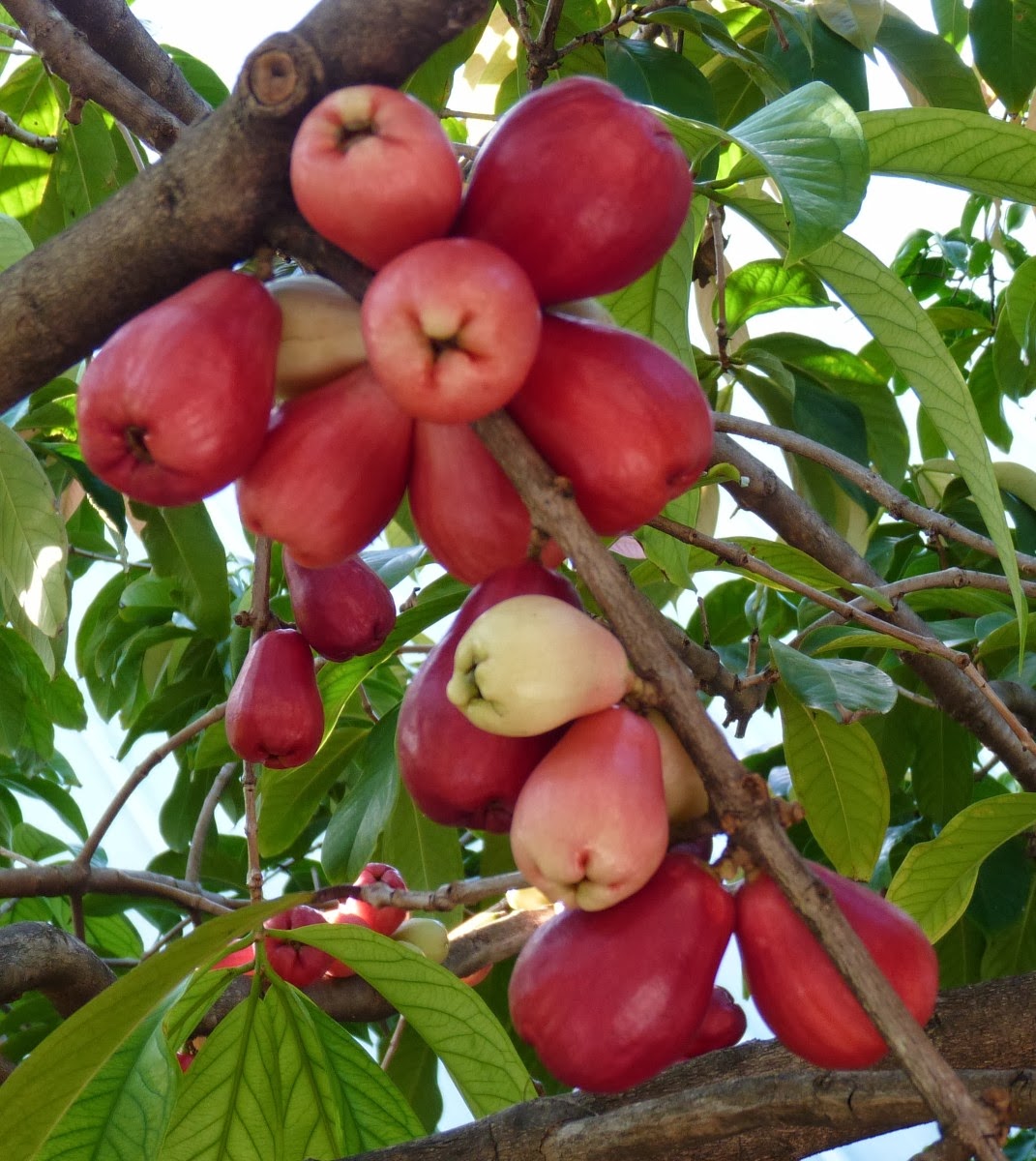 Jambeiro - Jambo