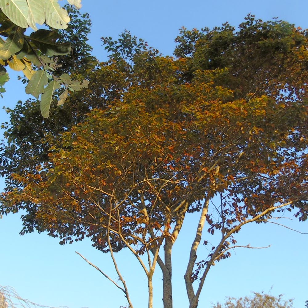 Jatobá - Jatobá-Verdadeiro