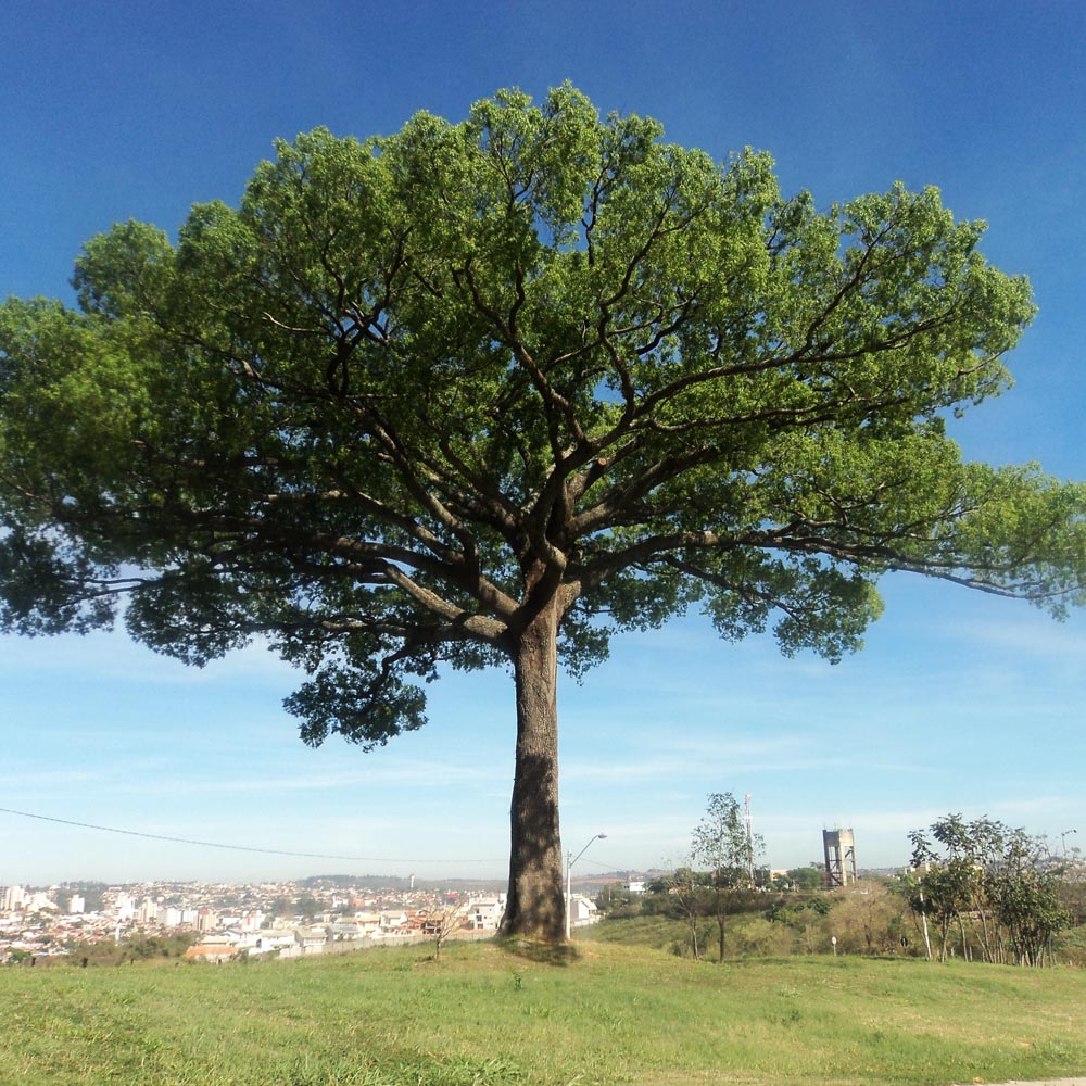 Jequitibá