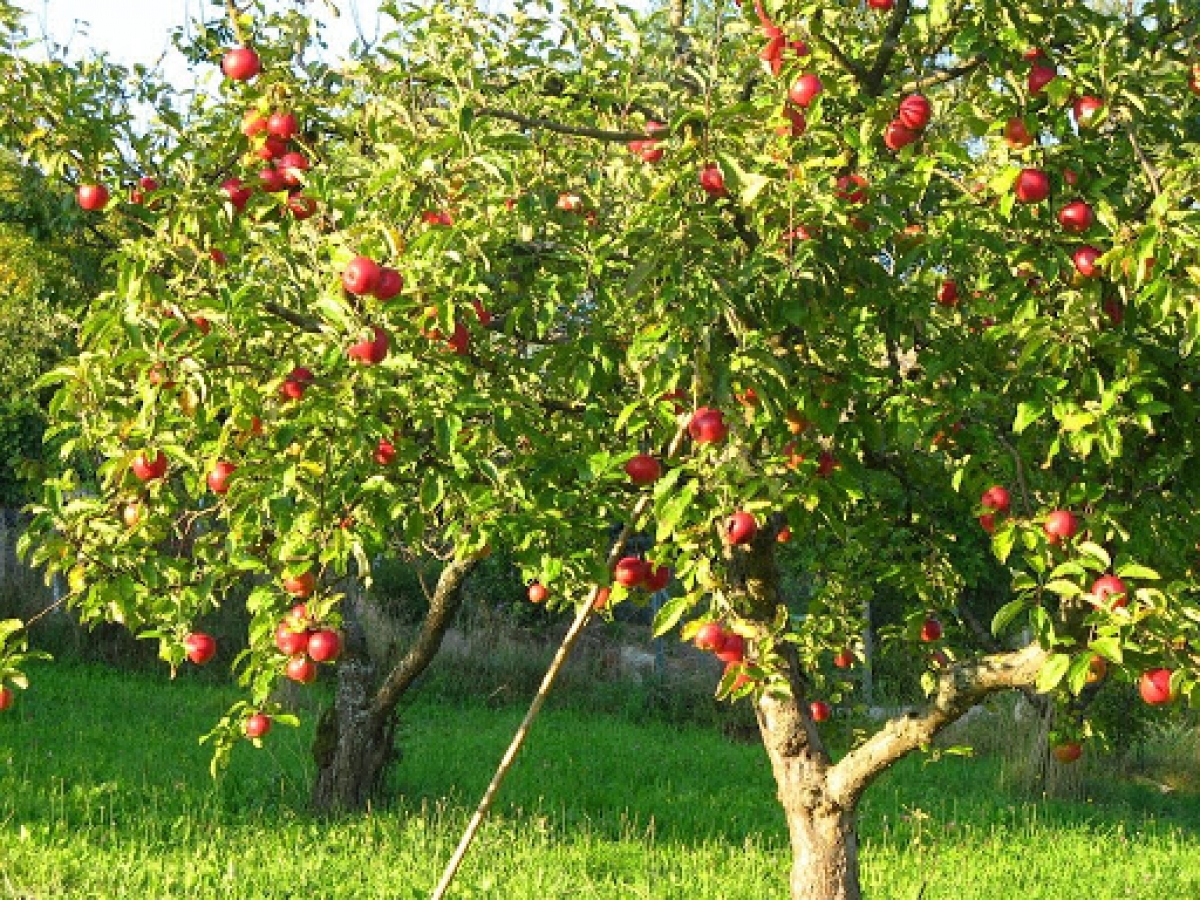Macieira - Maçã