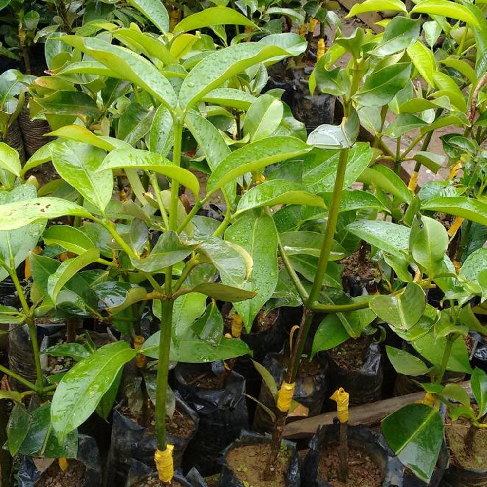 Mangostão