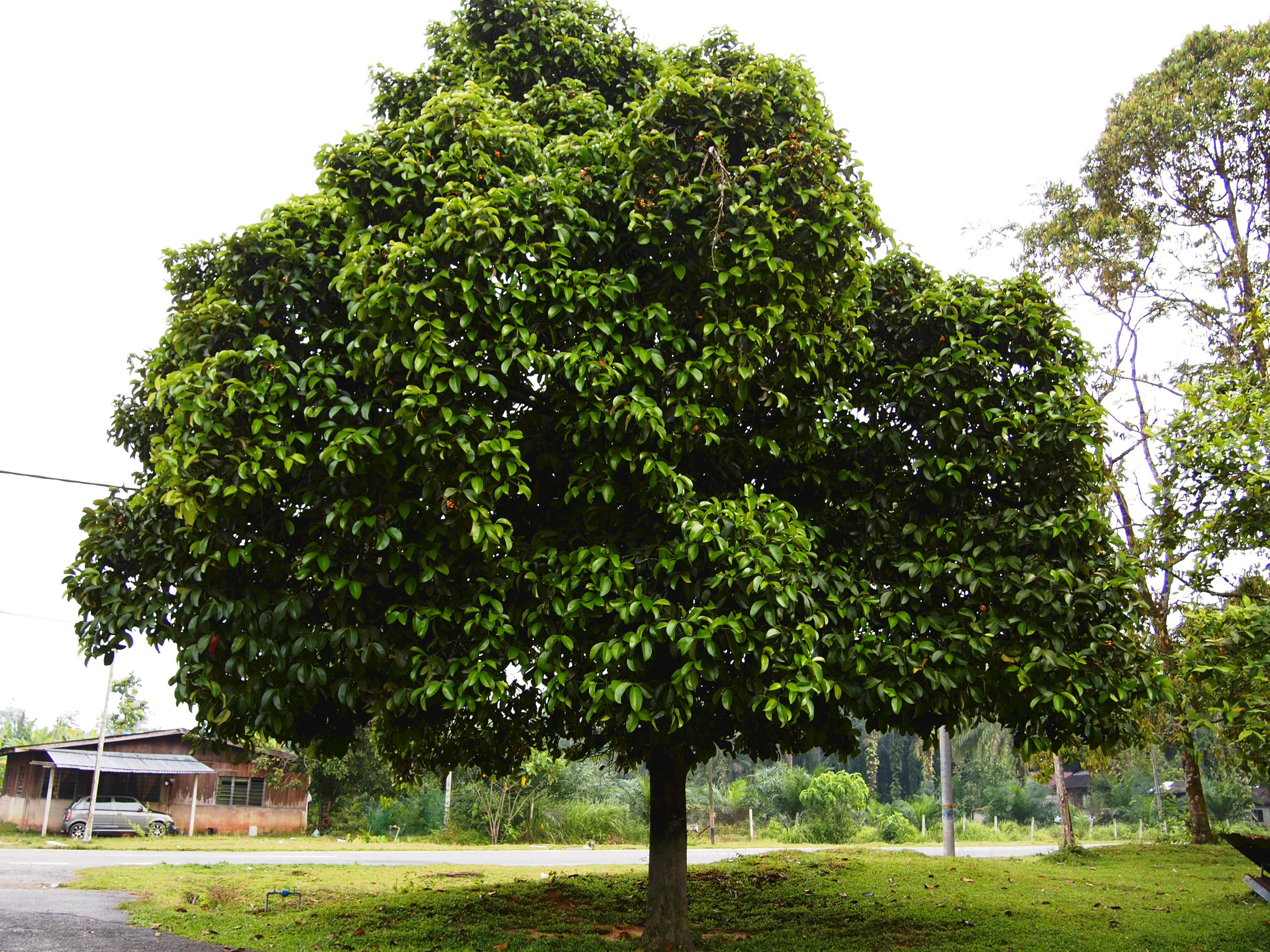 Mangostin