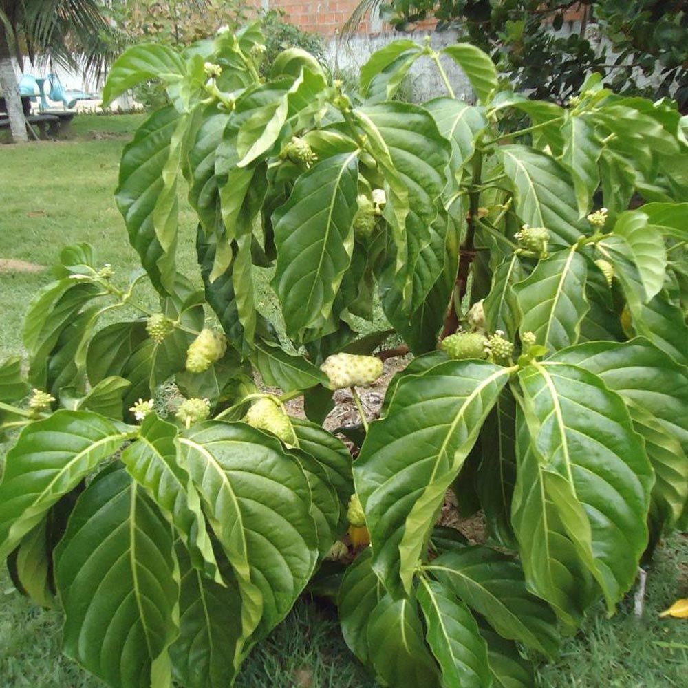 Noni