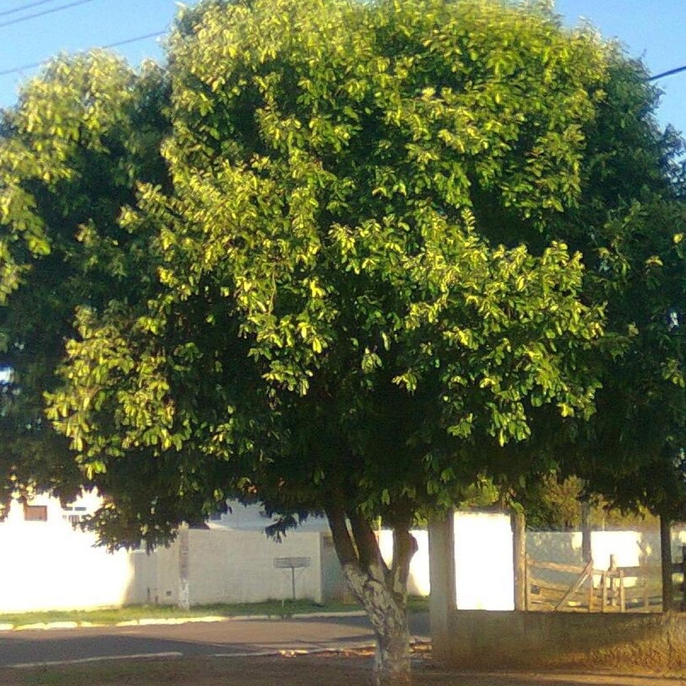 Oiti – Licania tomentosa