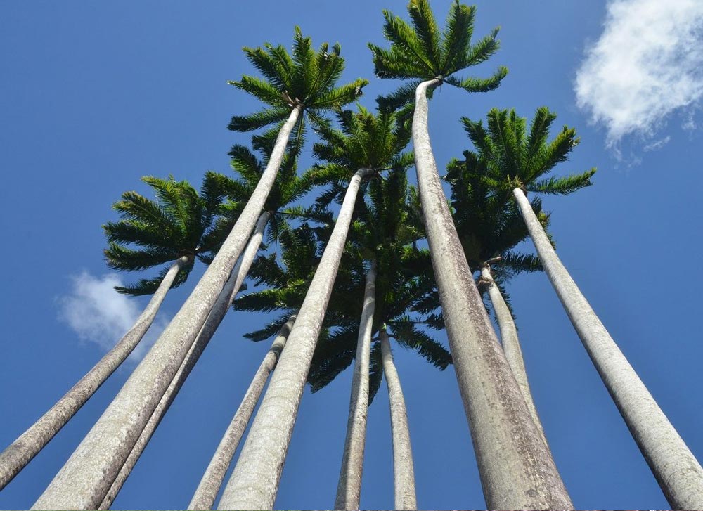 Palmeira-imperial – Roystonea oleracea