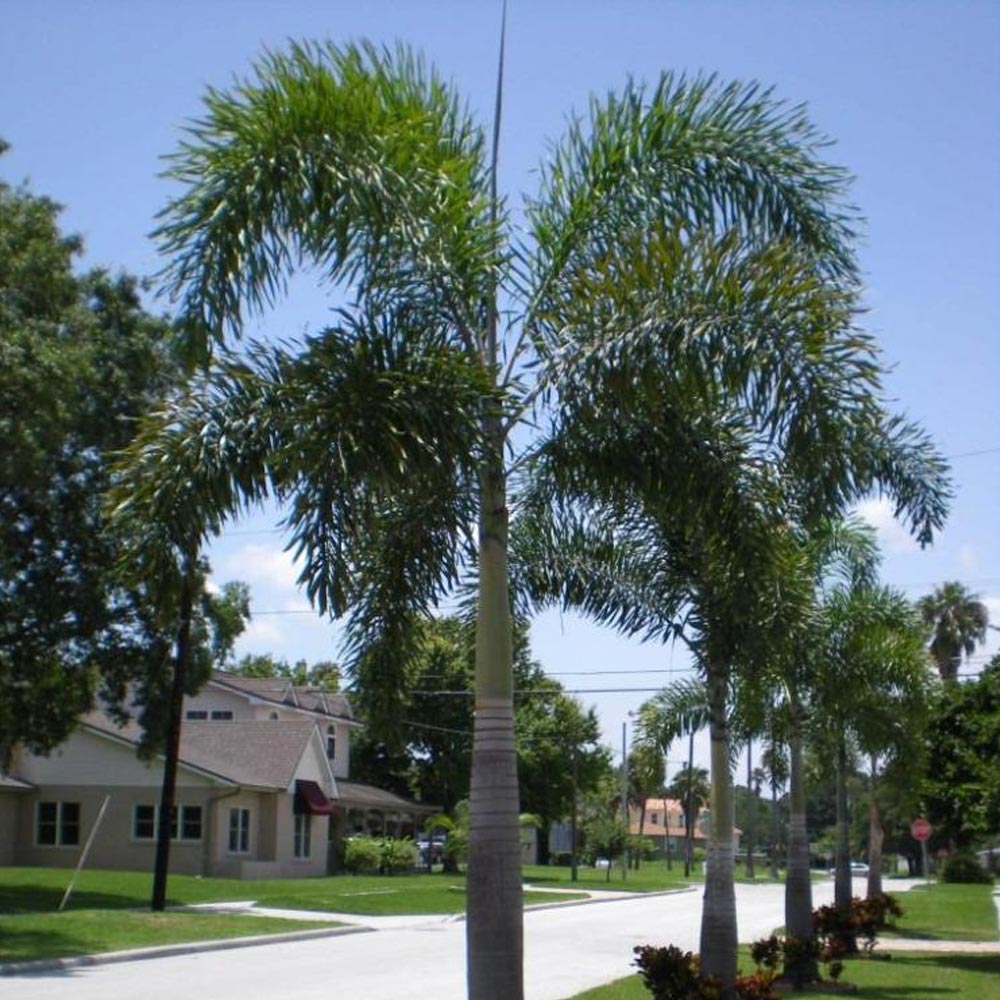 Palmeira-rabo-de-raposa – Wodyetia bifurcata