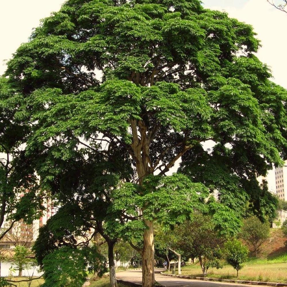 Pau-ferro Caesalpinia leiostachya
