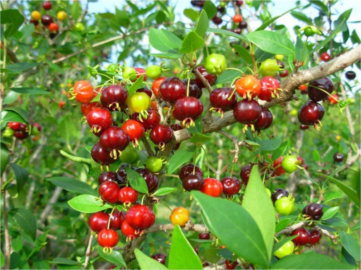 Pitangueira - Pitanga