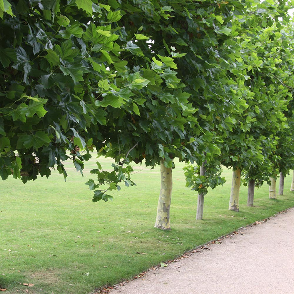 Plátano – Platanus x hispanica