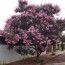 Quaresmeira rosa