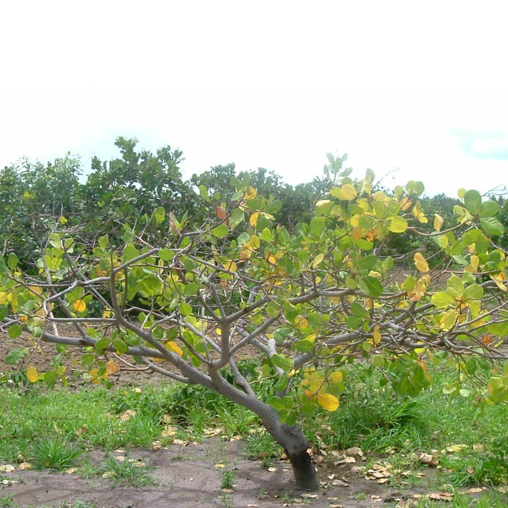 Sapotizeiro - Sapoti