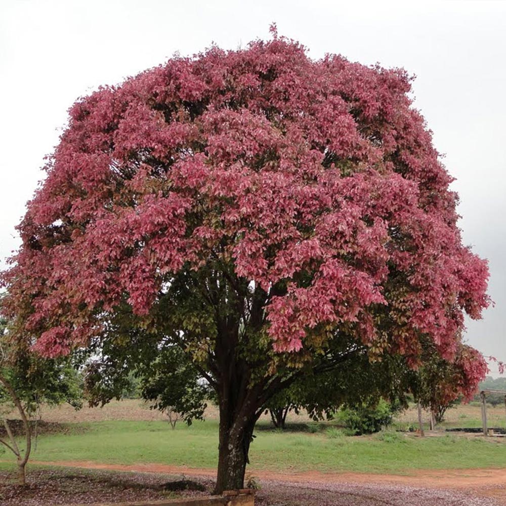 Sapucaia – Lecythis pisonis