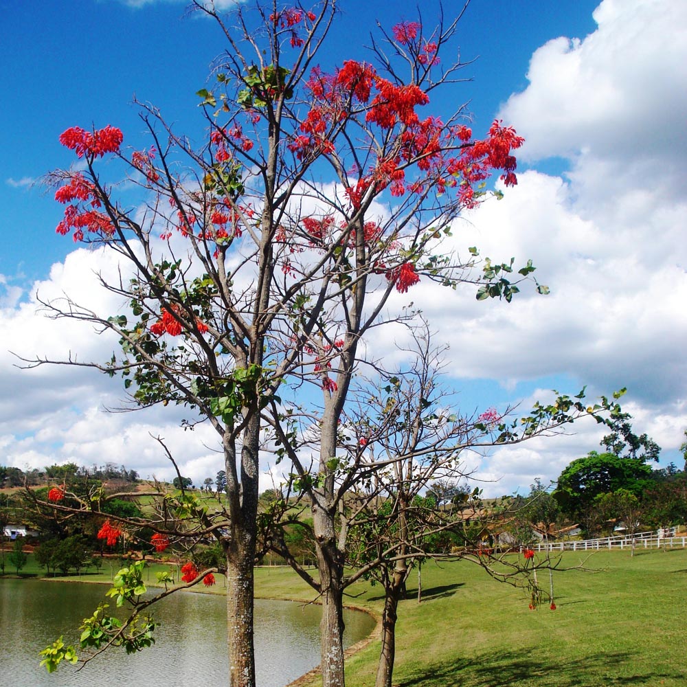 Suinã - Erythrina velutina - Pau Cebola